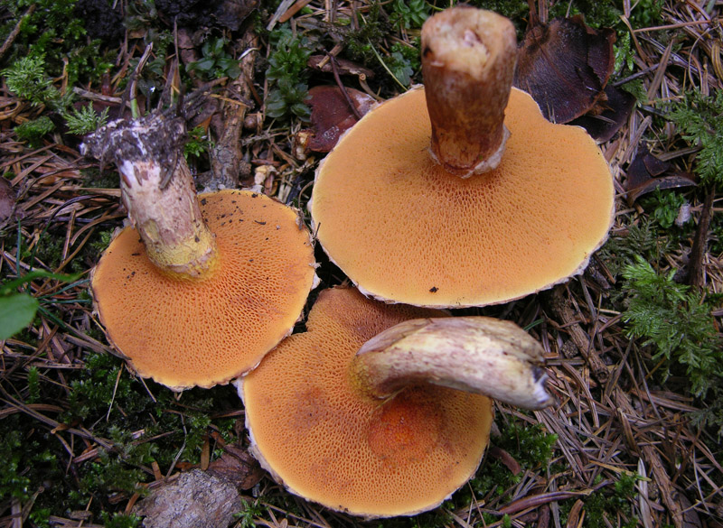 Suillus tridentinus.